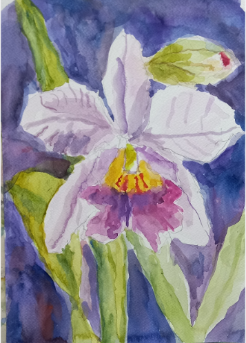 Orchid Dream