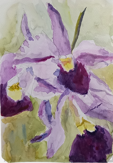A Garden of Orchids