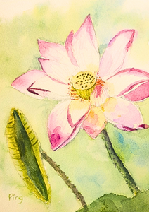 Lotus Dream